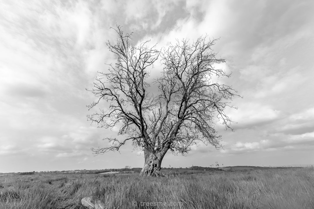 Dead Tree in a Field